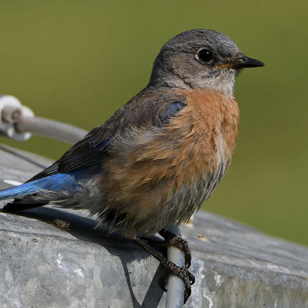 Bluebird14.jpg
