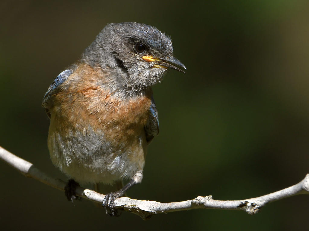 Bluebird14.jpg