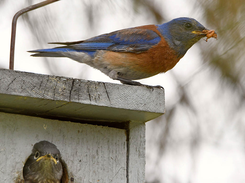 Bluebird14.jpg
