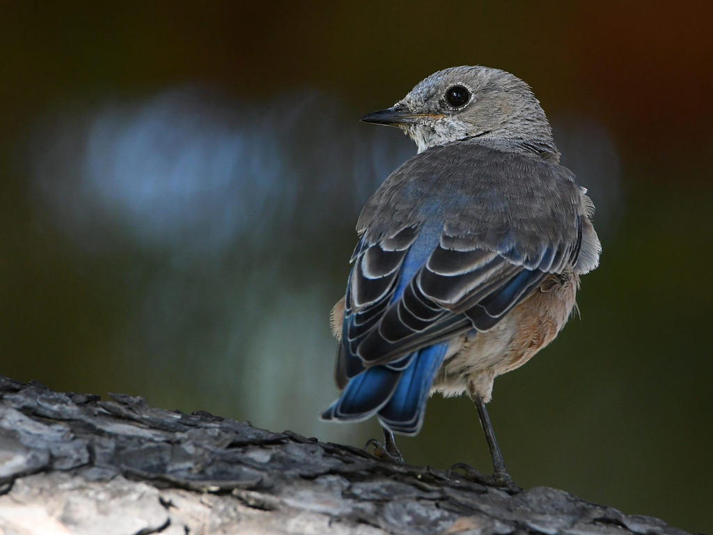 Bluebird14.jpg