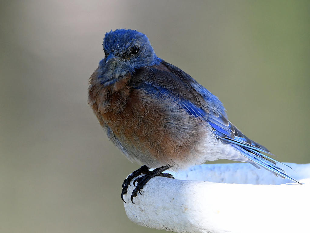Bluebird14.jpg