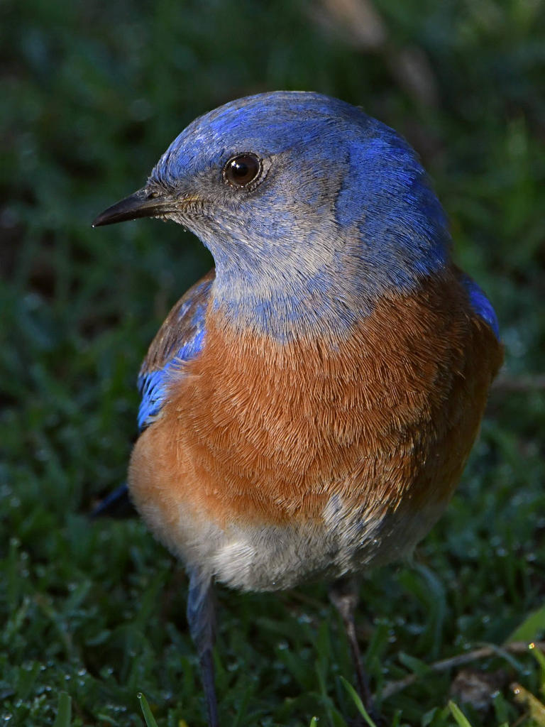 Bluebird14.jpg