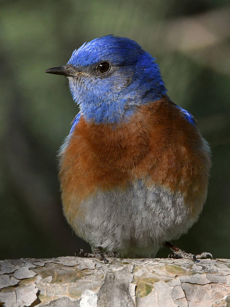 Bluebird14.jpg