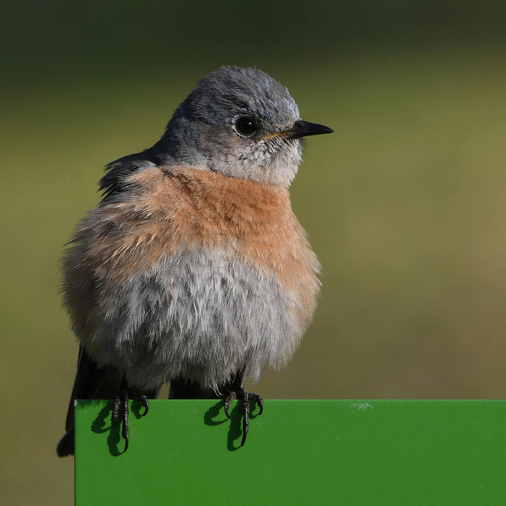 Bluebird14.jpg