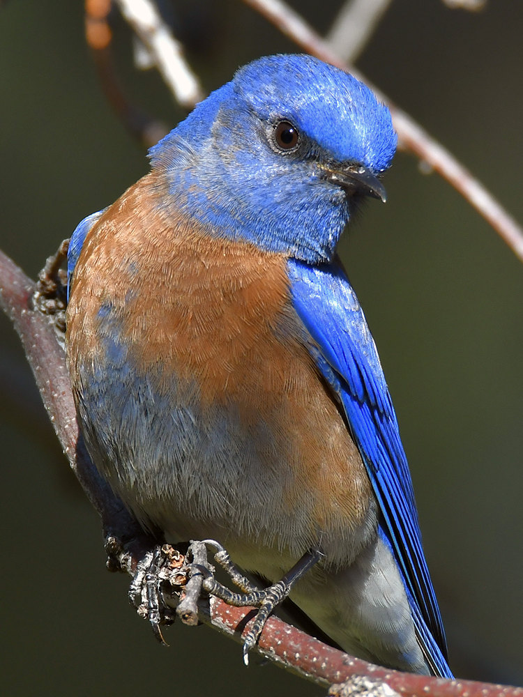 Bluebird15.jpg