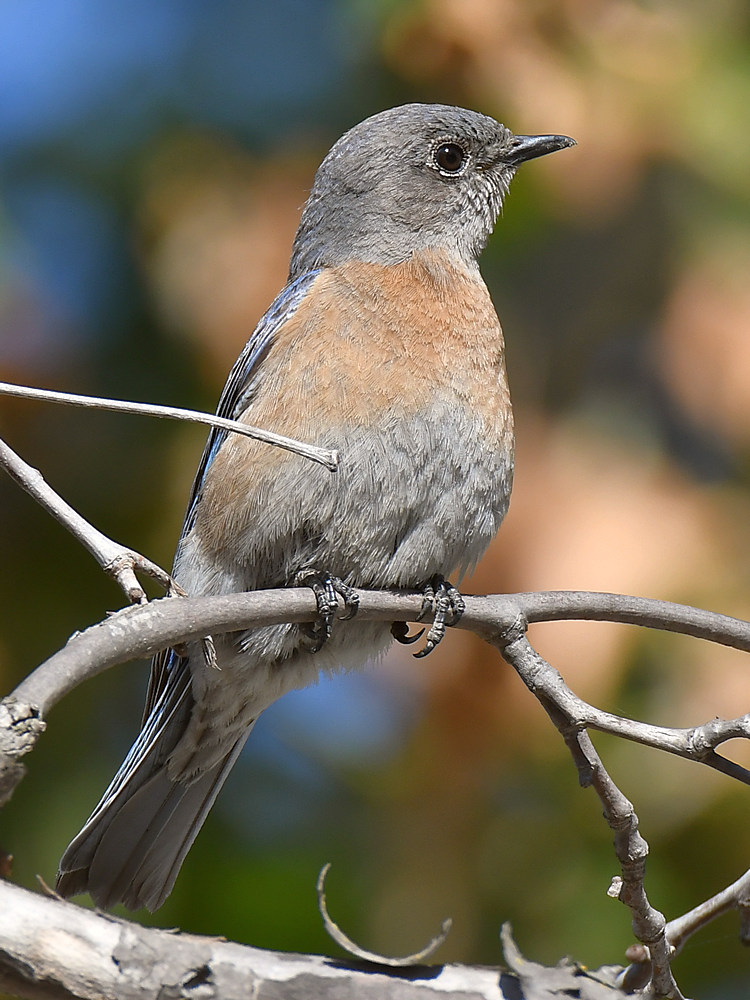Bluebird15.jpg