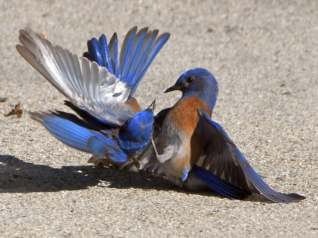 Bluebird15.jpg