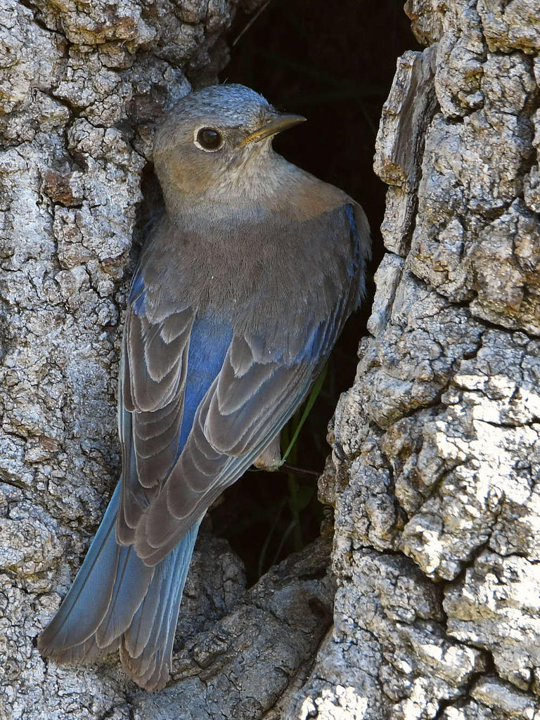 Bluebird15.jpg