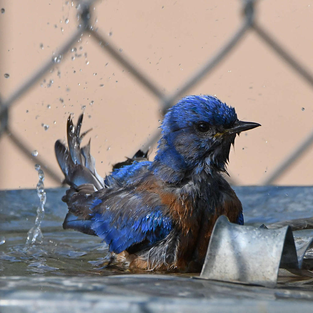 Bluebird15.jpg