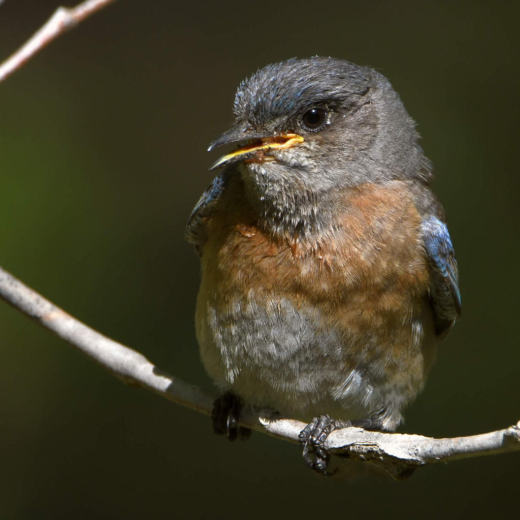 Bluebird15.jpg