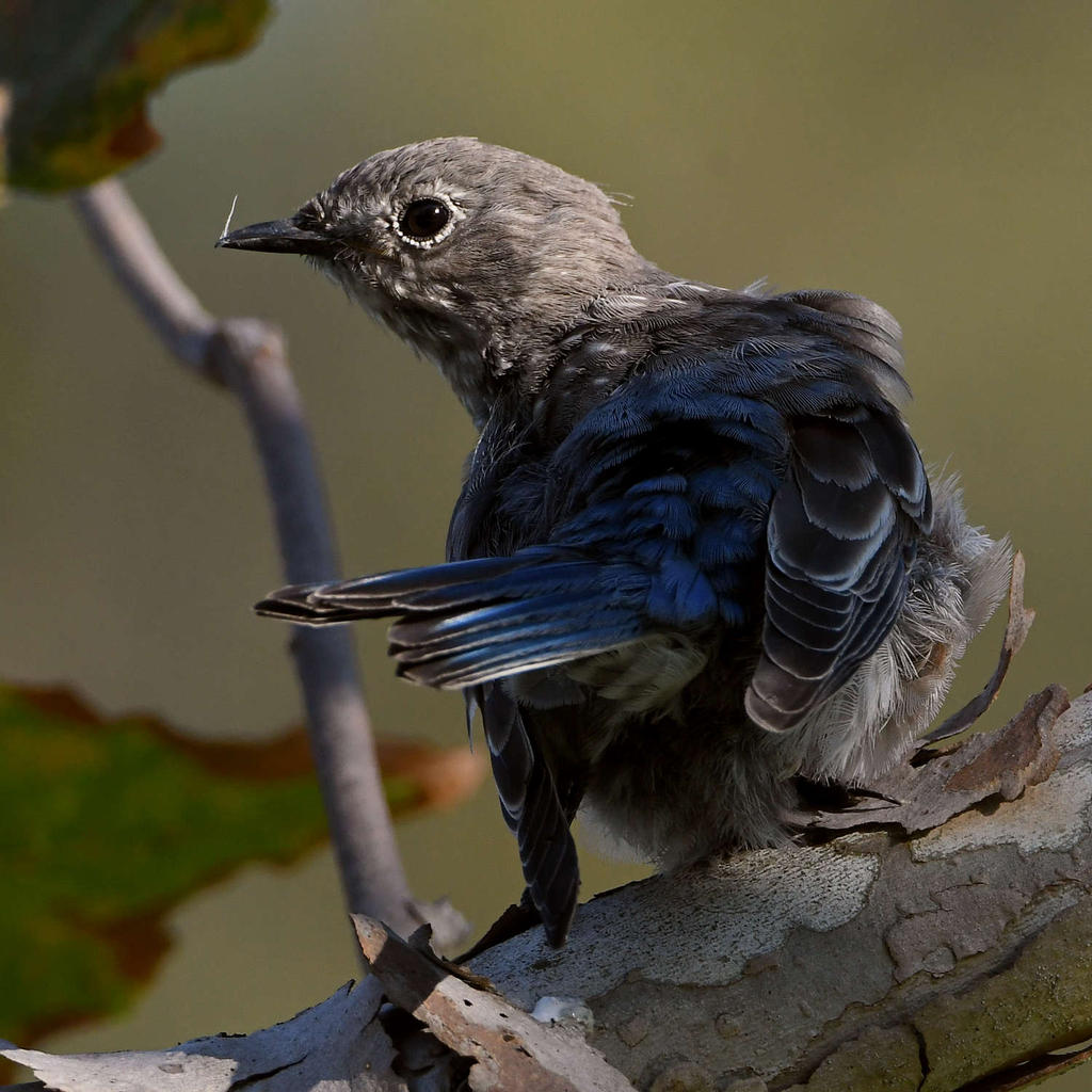 Bluebird15.jpg