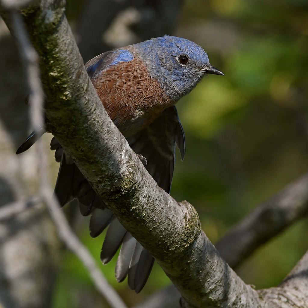 Bluebird15.jpg