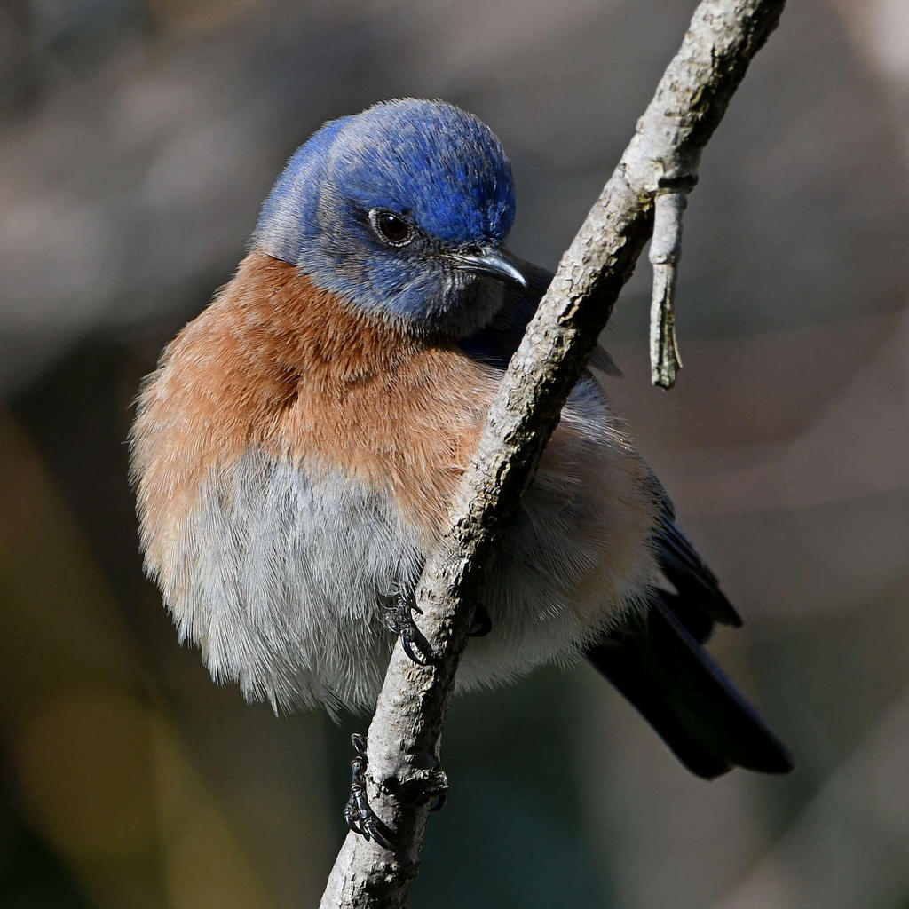 Bluebird15.jpg