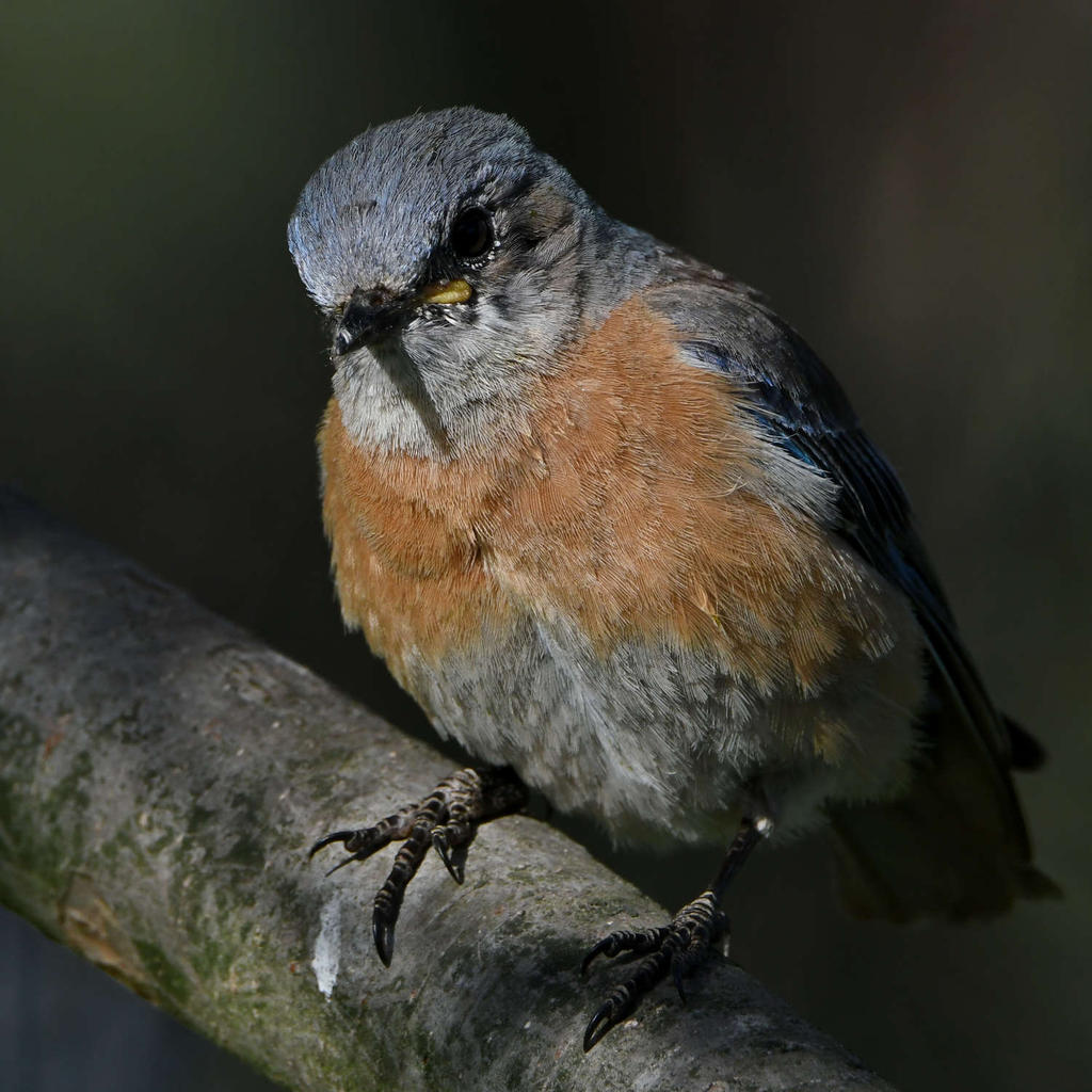 Bluebird15.jpg