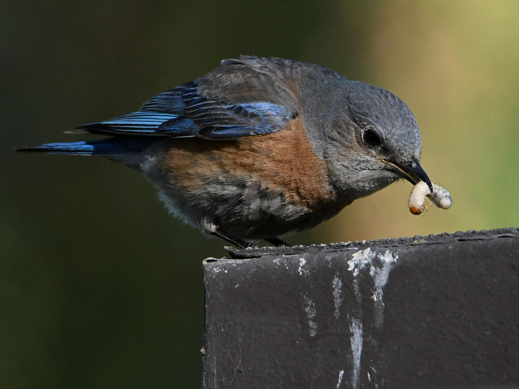 Bluebird15.jpg
