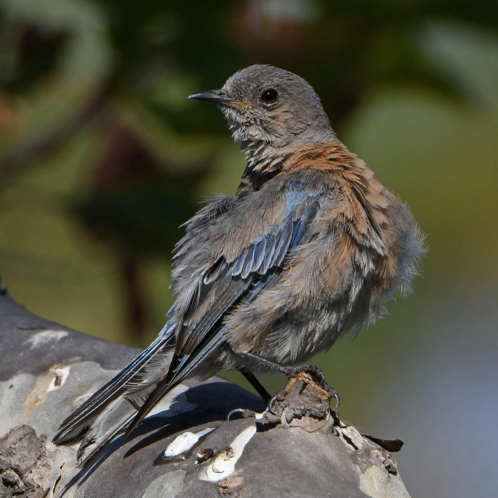 Bluebird15.jpg
