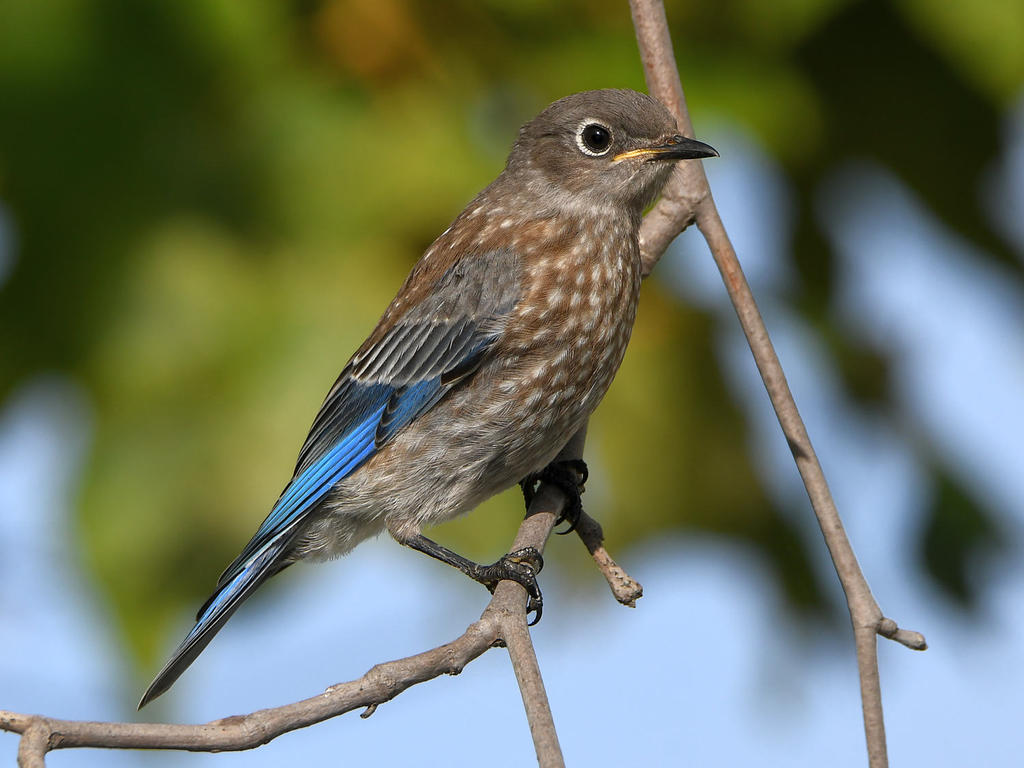 Bluebird15.jpg