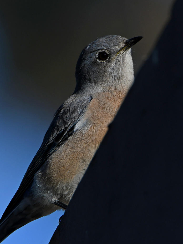 Bluebird15.jpg