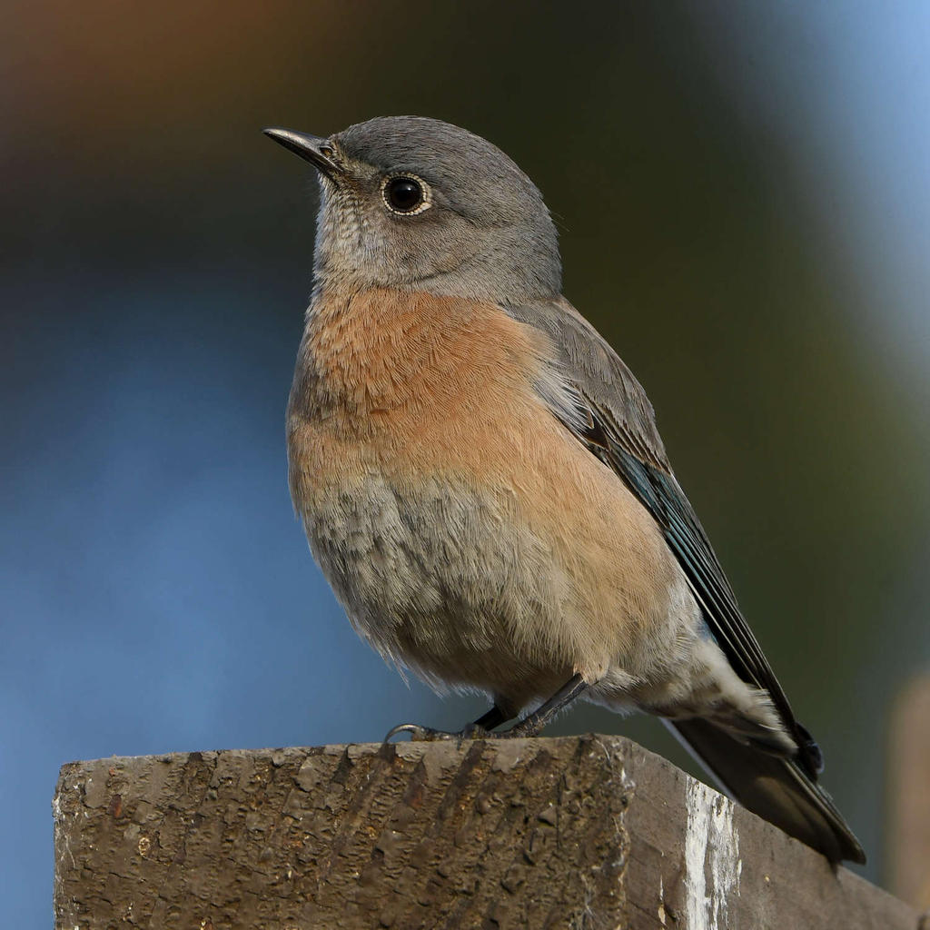 Bluebird15.jpg