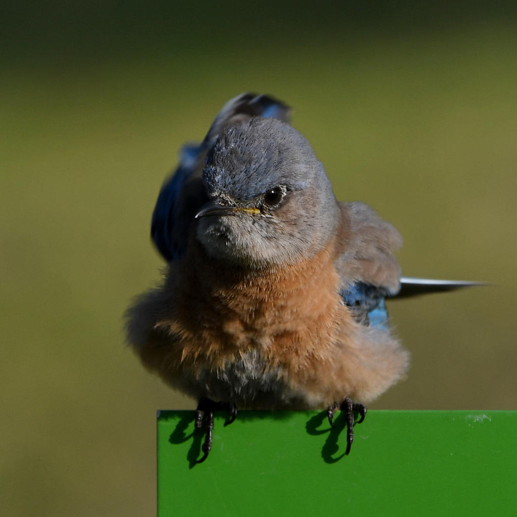 Bluebird15.jpg