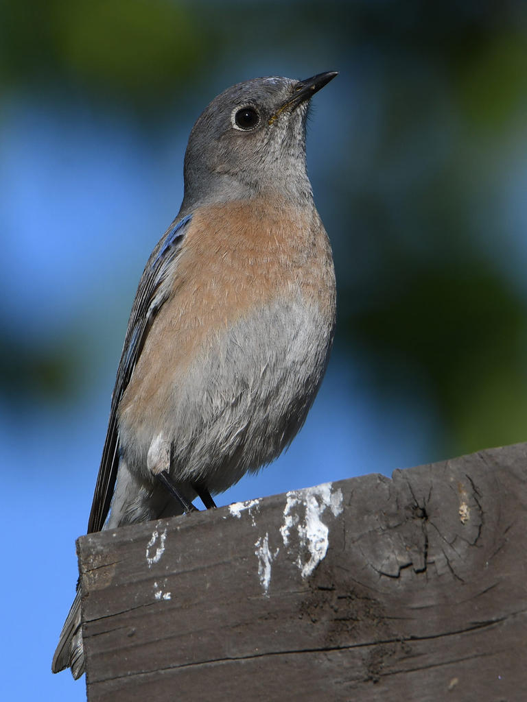 Bluebird15.jpg