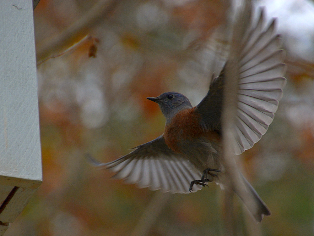 Bluebird16.jpg