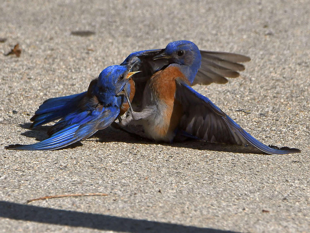Bluebird16.jpg