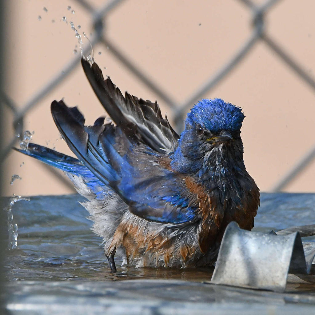 Bluebird16.jpg