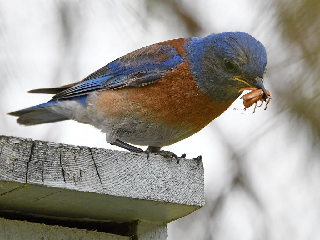 Bluebird16.jpg