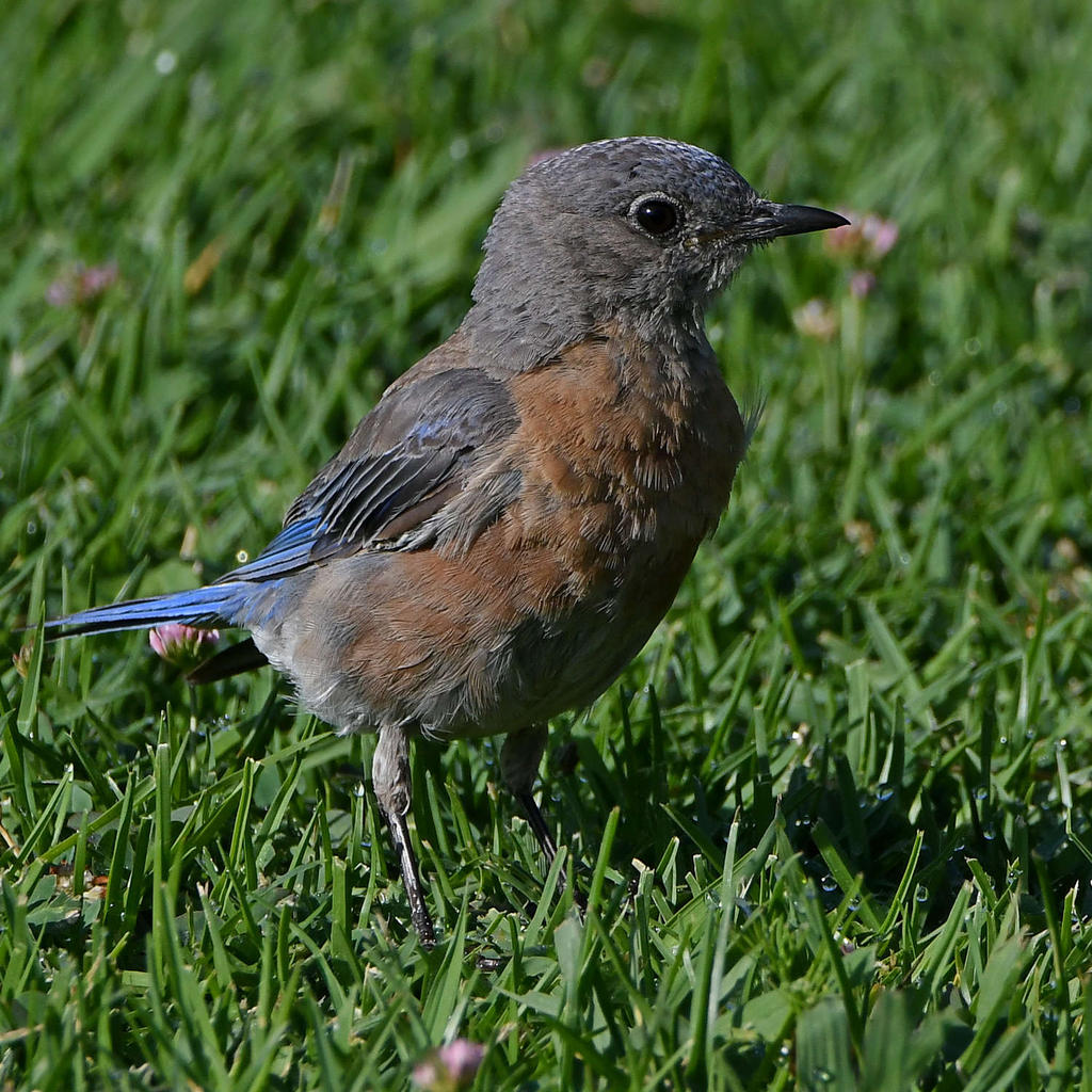 Bluebird16.jpg