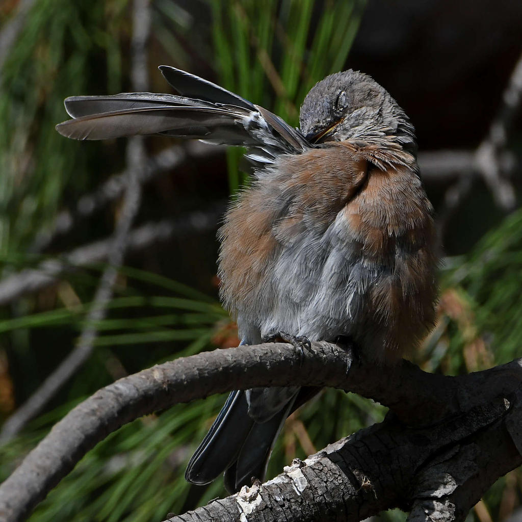 Bluebird16.jpg