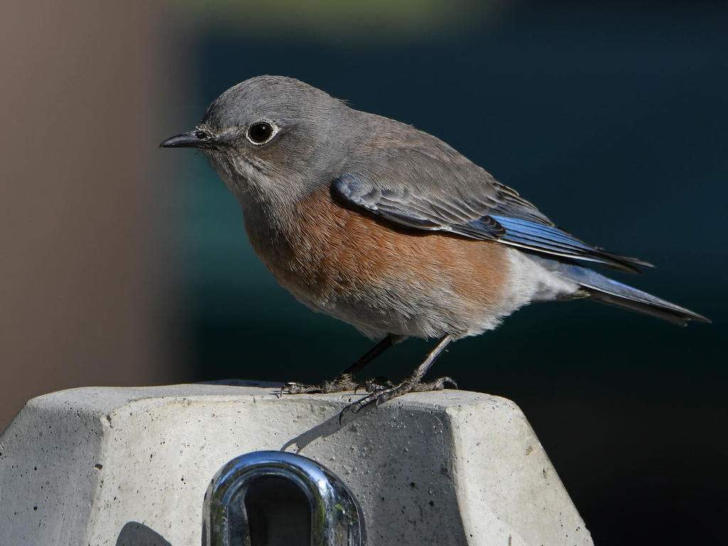 Bluebird16.jpg
