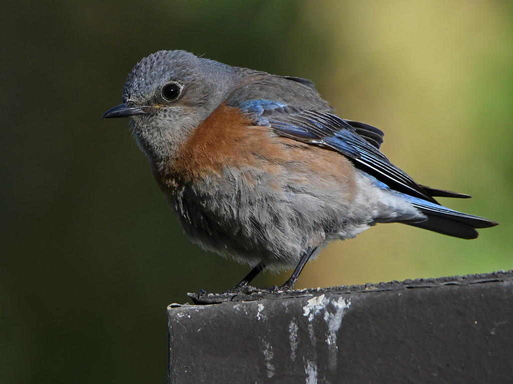 Bluebird16.jpg