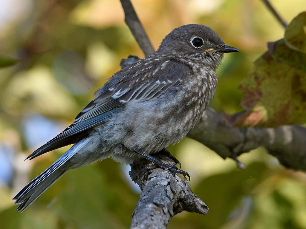Bluebird16.jpg
