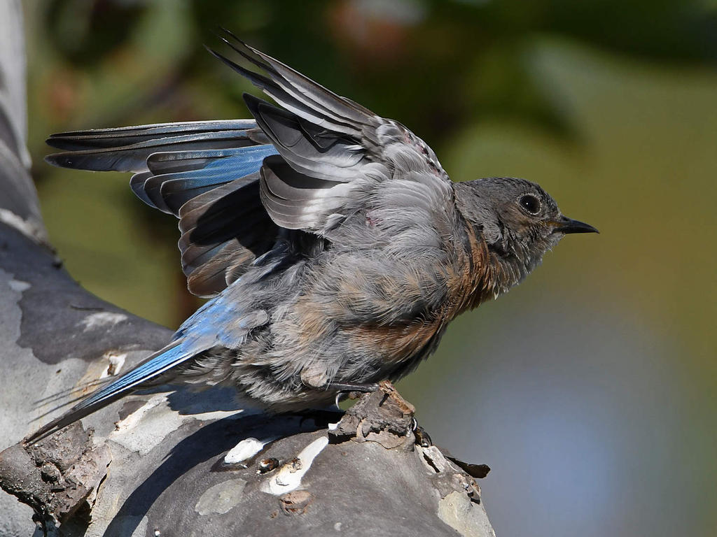 Bluebird16.jpg
