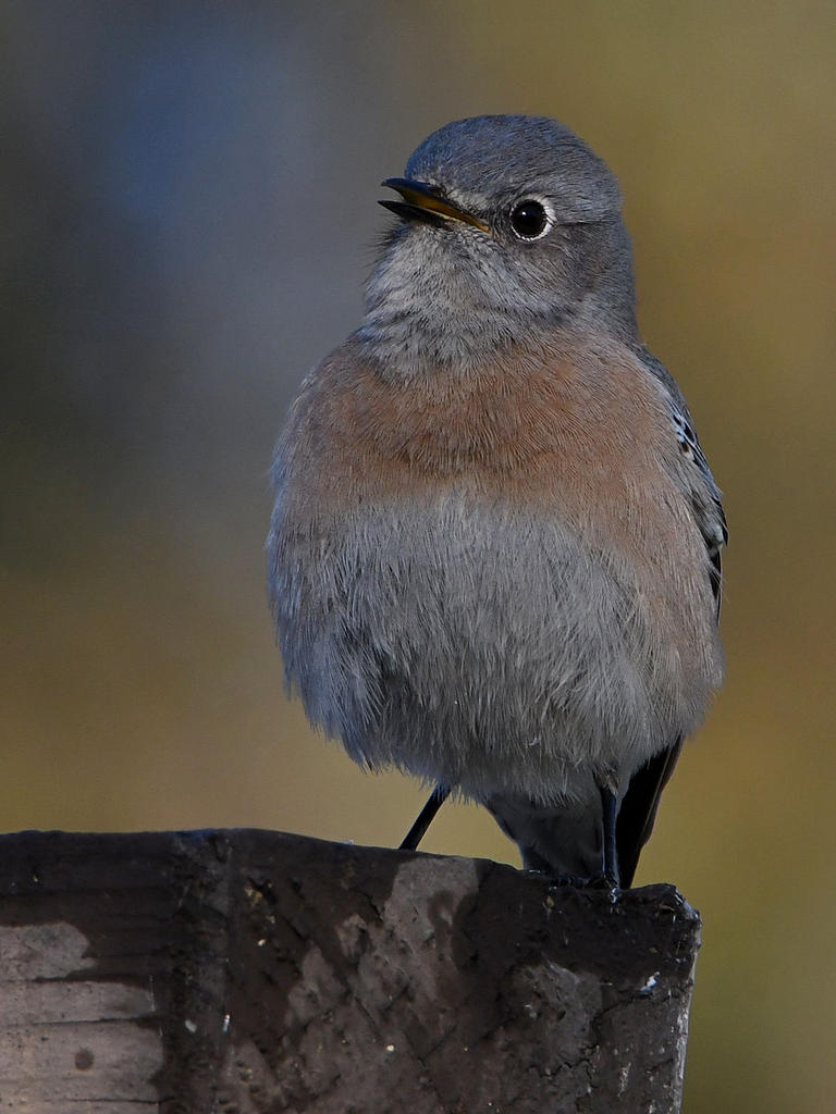 Bluebird16.jpg