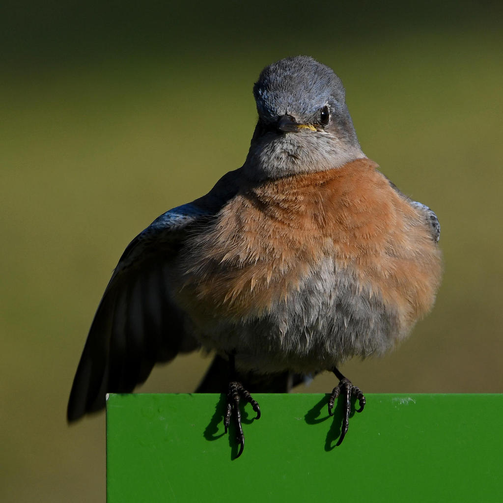 Bluebird16.jpg