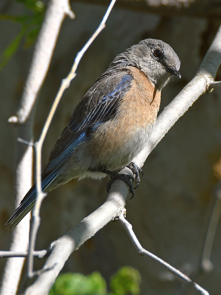 Bluebird17.jpg