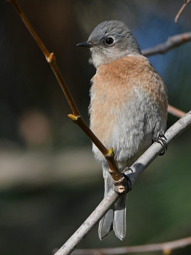 Bluebird17.jpg