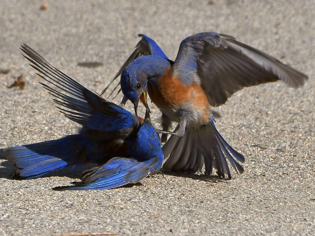Bluebird17.jpg