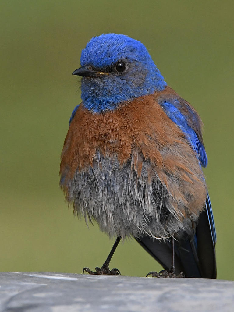 Bluebird17.jpg