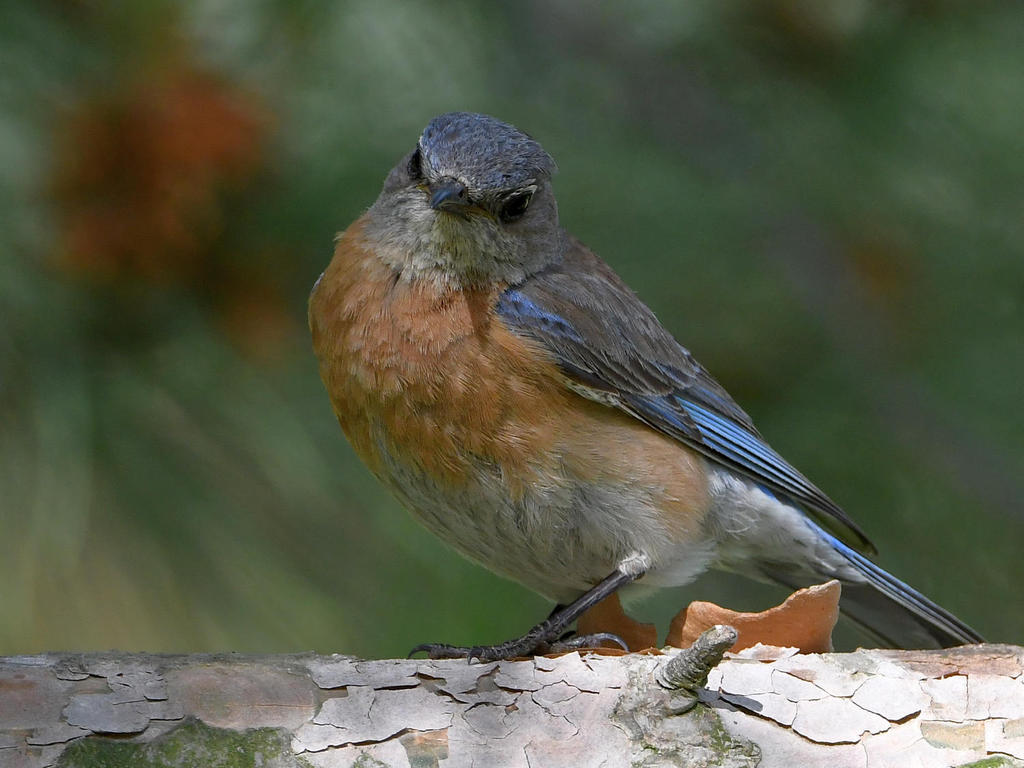 Bluebird17.jpg