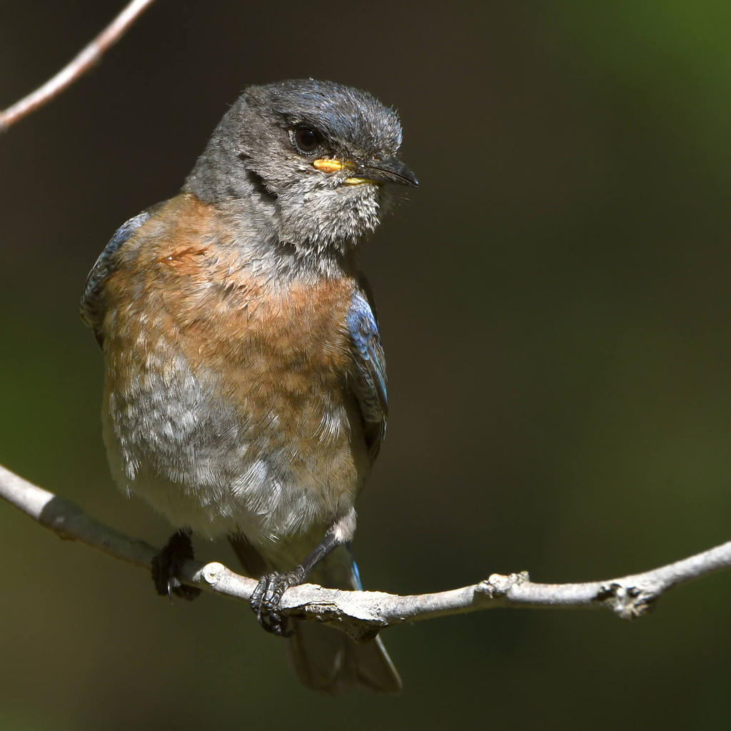 Bluebird17.jpg