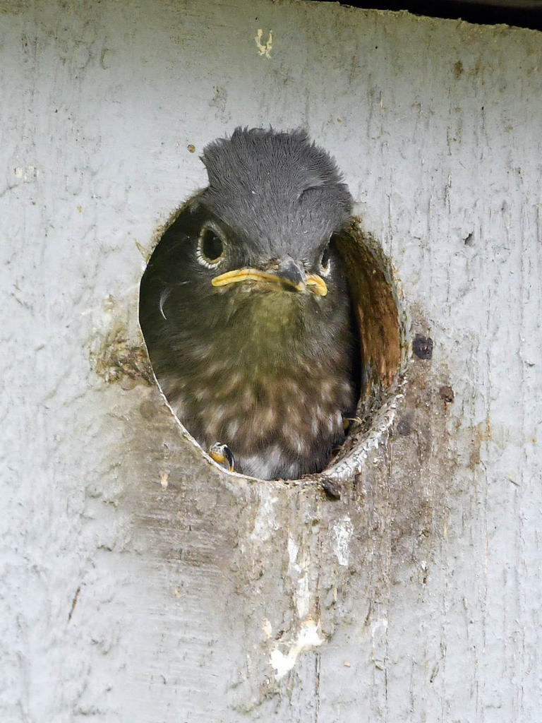Bluebird17.jpg