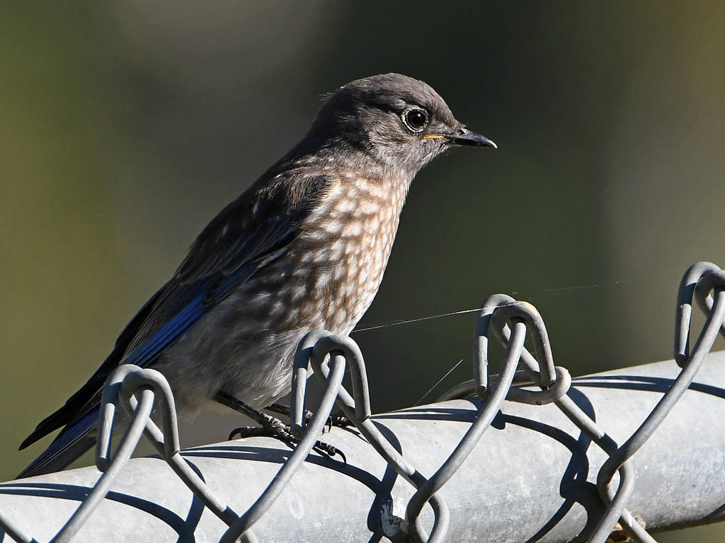 Bluebird17.jpg