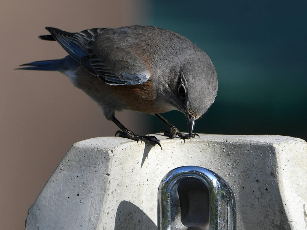 Bluebird17.jpg