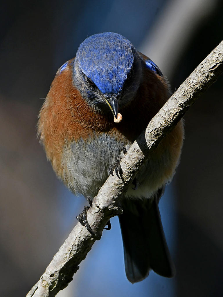 Bluebird17.jpg