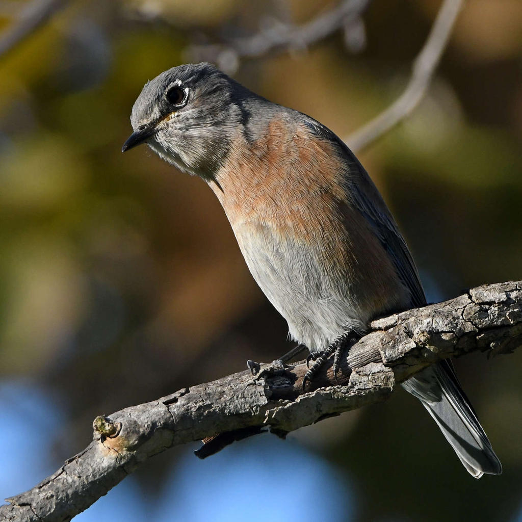 Bluebird17.jpg