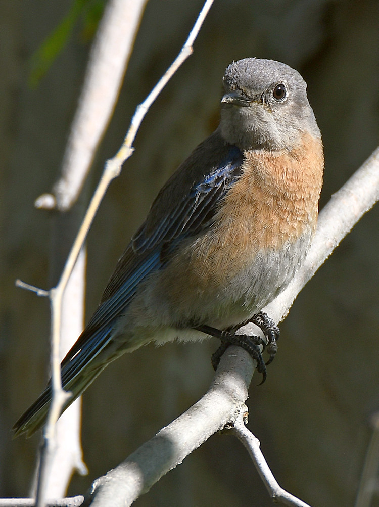 Bluebird18.jpg