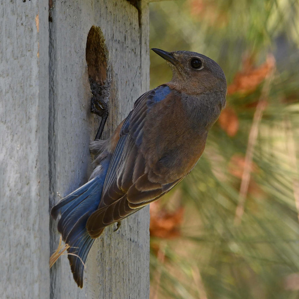 Bluebird18.jpg